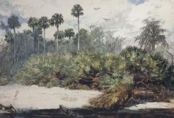 Winslow Homer In a Florida Jungle (mk44) oil painting picture